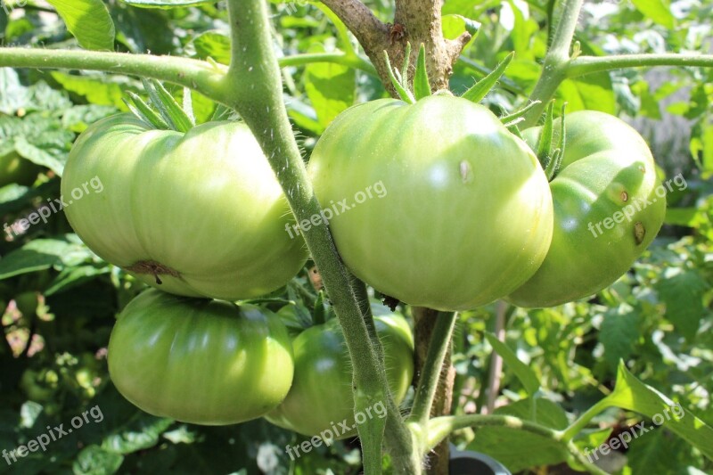 Tomatoes Fried Green Tomatoes Food Vegetables Healthy