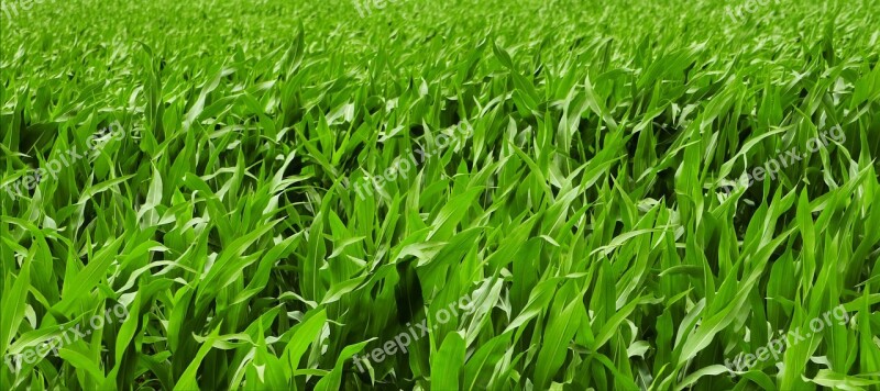 Cornfield Summer Agriculture Landscape Field