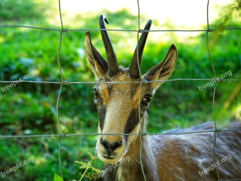 Chamois Gams Wild Wild Species Wild Animal