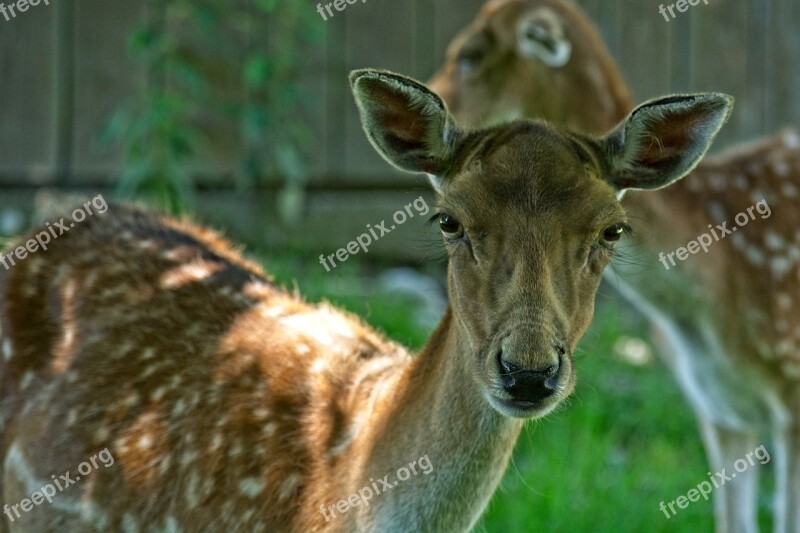 Fallow Deer Damm Wild Forest Animal Wild Nature