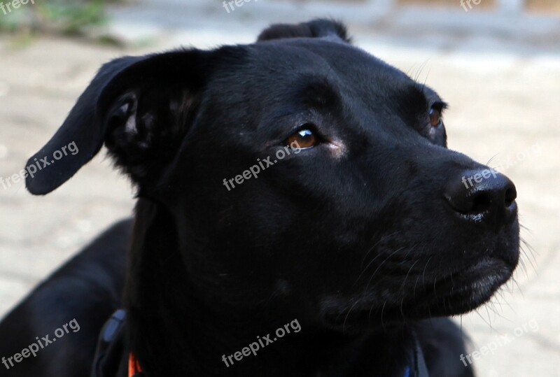 Dog Hybrid Podengo Spain Black