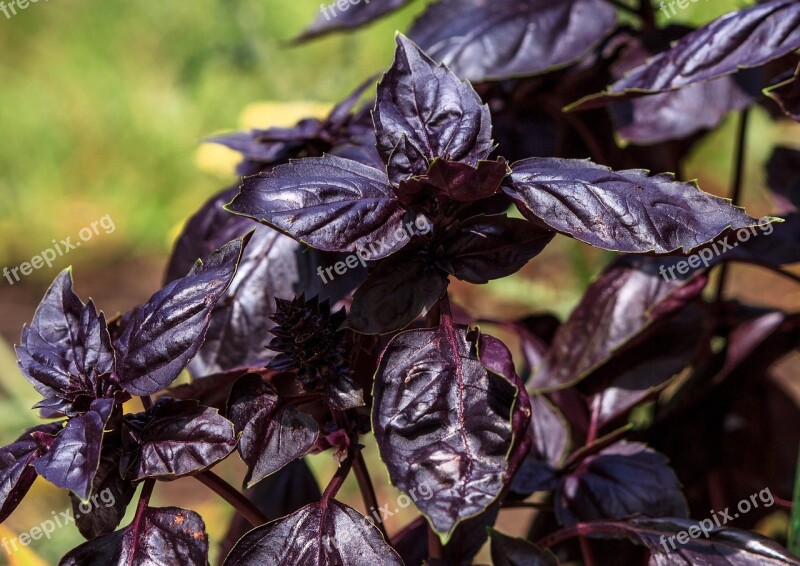 Purple Basil Annual Herb Garden Edible Garnish