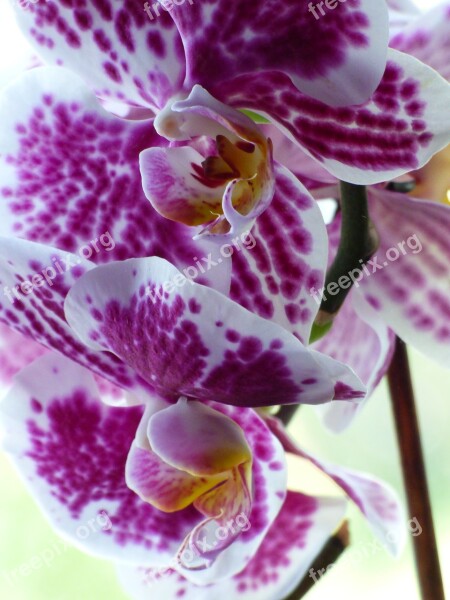 Orchid Flower Blossom Bloom Tropical