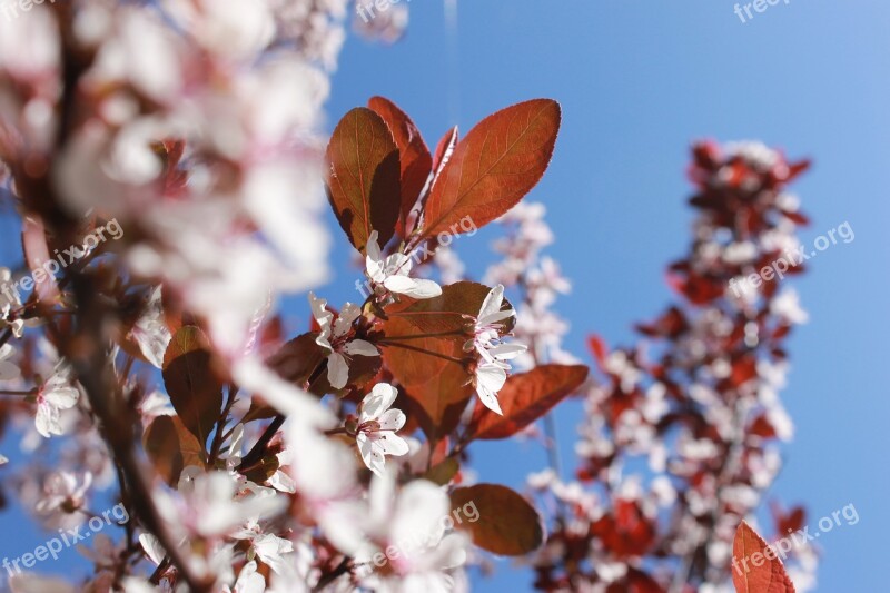 Blossom Aalsmeer Blue Free Photos