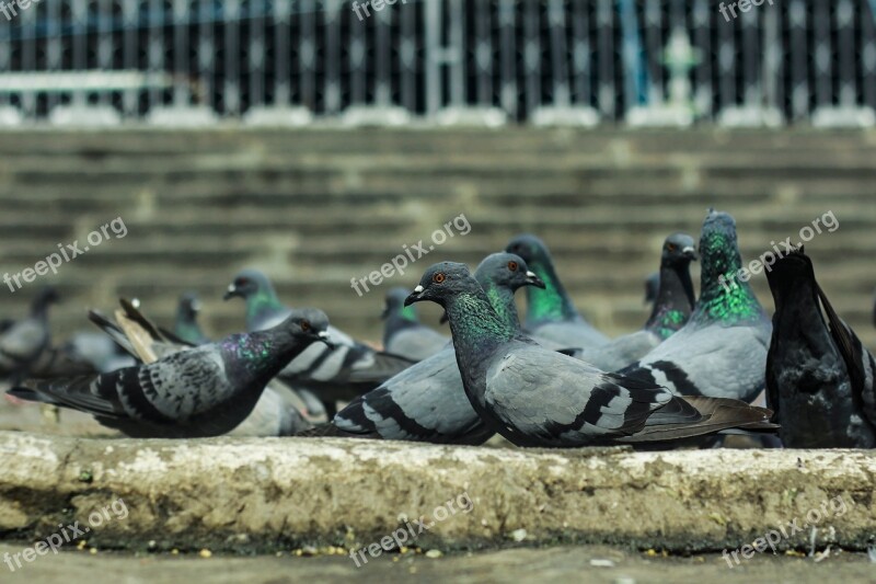 Pigeons Bird India Hyderabad Free Photos