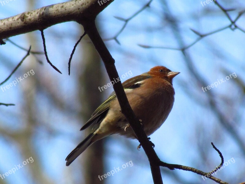 Chaffinch Bird Nature Songbird Ornithology