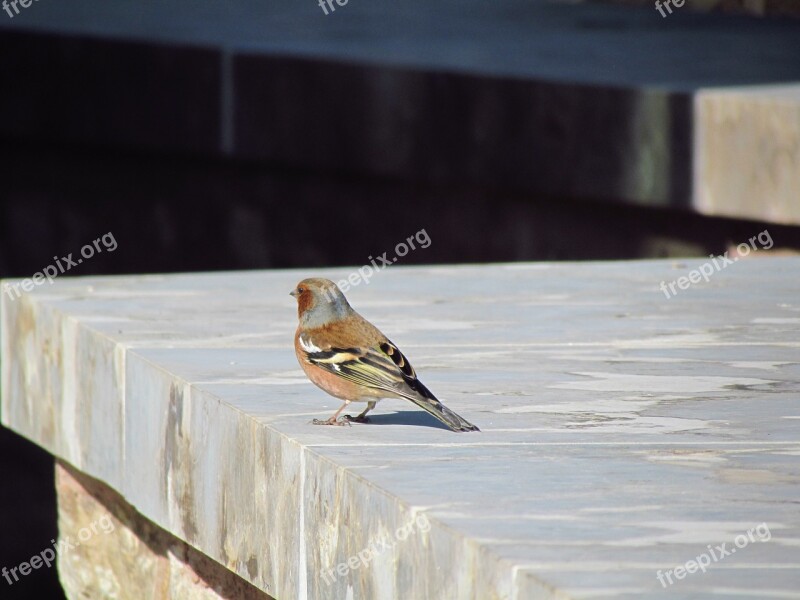 Chaffinch Bird Nature Songbird Ornithology