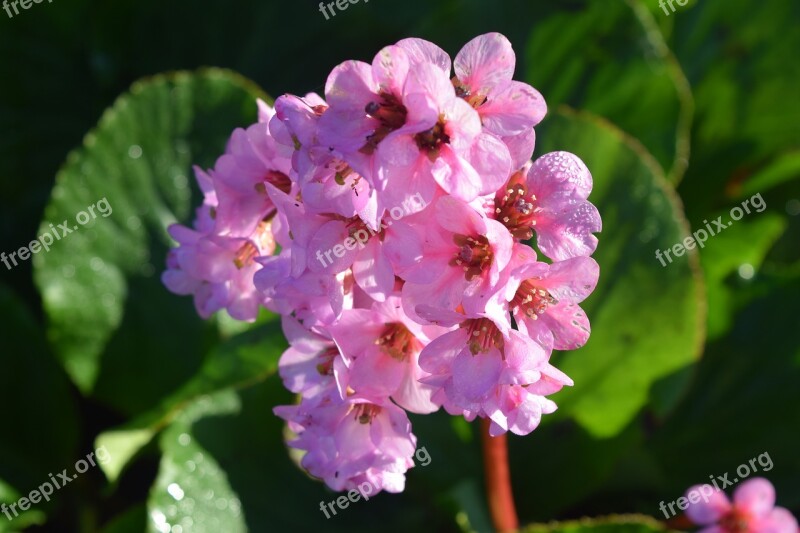 Pink Flowers Green Leaves Water Droplets Free Photos