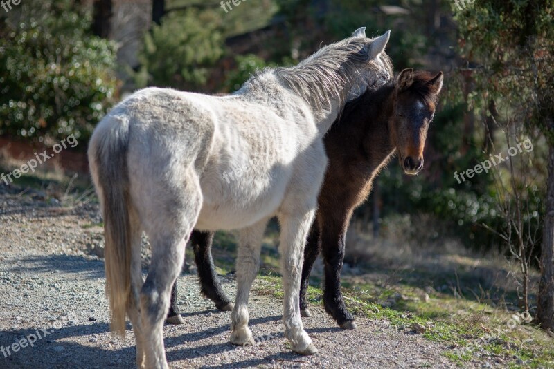 Horse Animal White Horse Nature Field