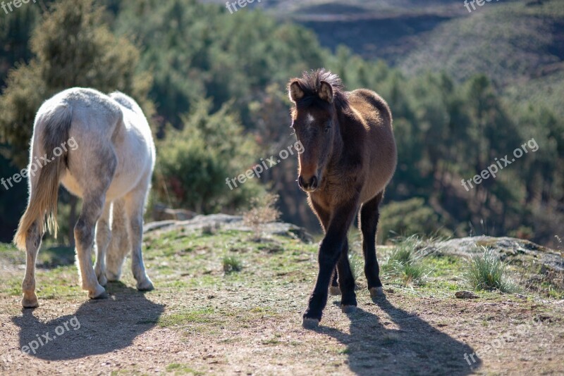 Horse Animal White Horse Nature Field