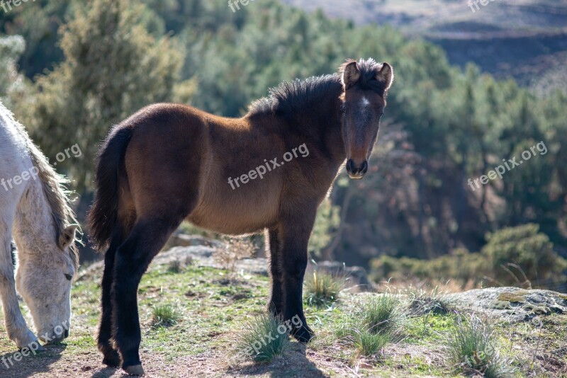 Horse Animal White Horse Nature Field