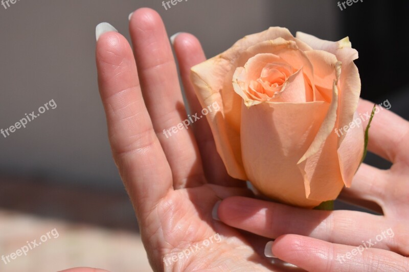 Rose Peach Orange Hands Petals