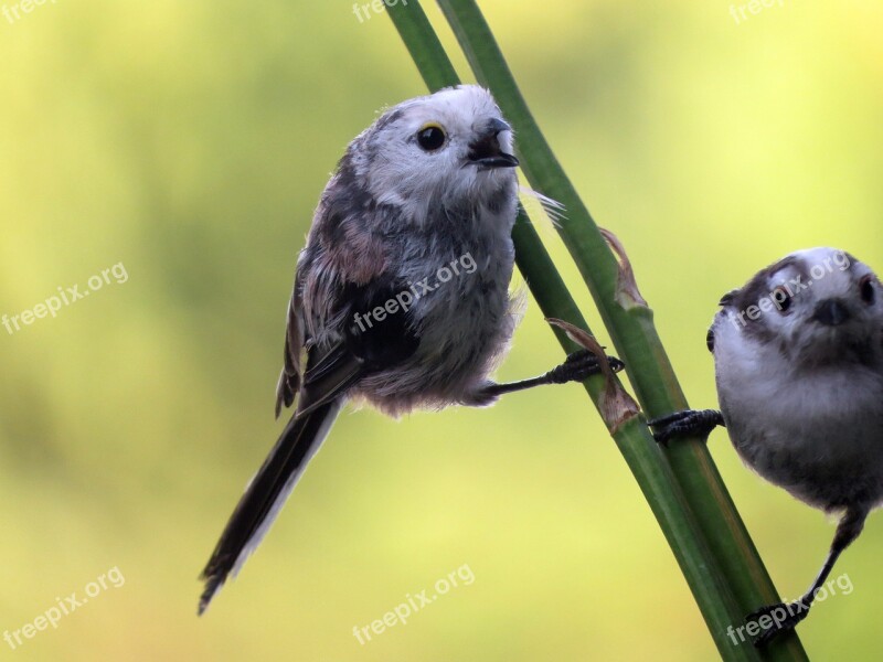 Aegithalos Caudatus Long-tailed Tit Bird Songbird Aegithalidae