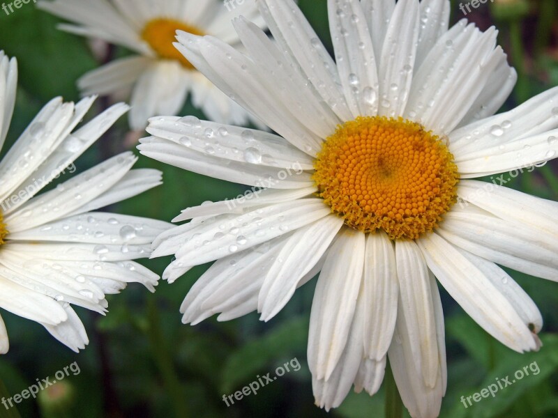 White Daisy Rocio Flowers Margarita Giant Flowering