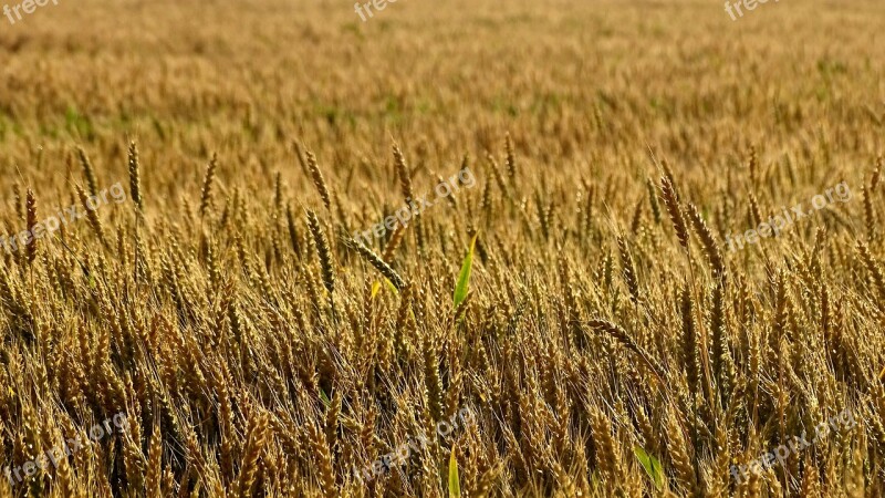 Wheat Rye Harvest Field Grain