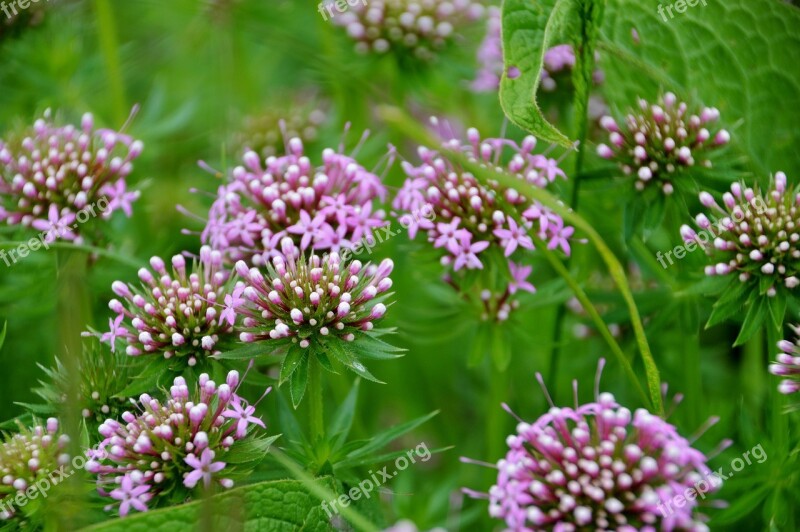 Angelica Perfume-musk Apiacées The Angelic Wood Angelic