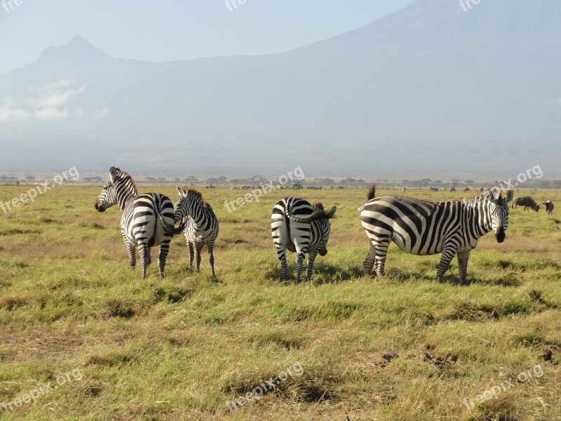 Zebras Africa National Park Wildlife Free Photos