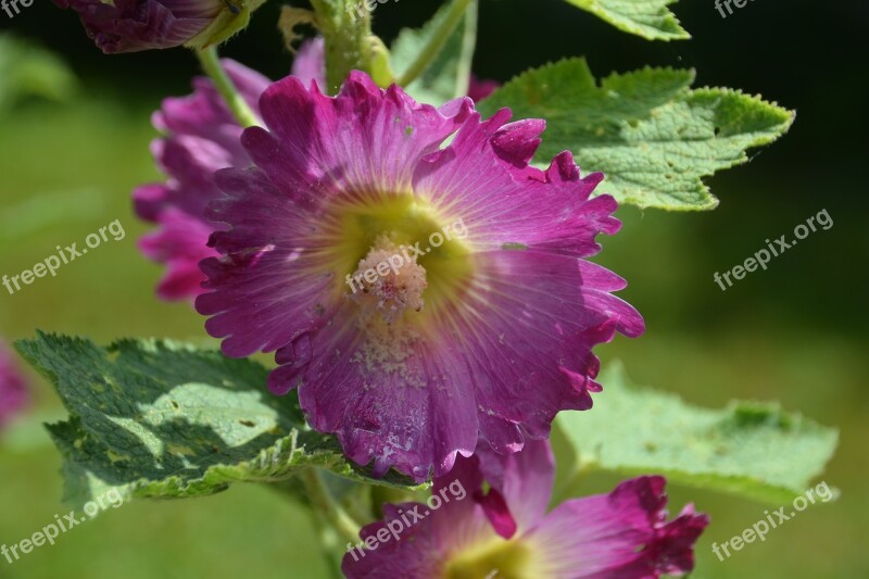 Blossom Bloom Stock Rose Close Up Mallow