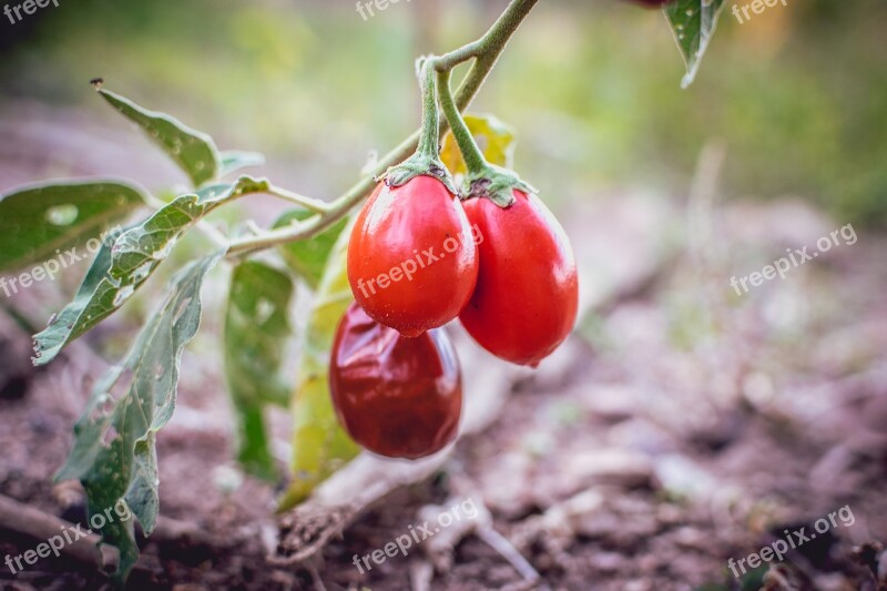 Tomato Cerrado Fruit Citrus Fruit Orange