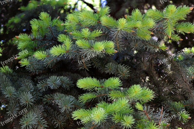 Christmas Tree Tree Green Summer Needles