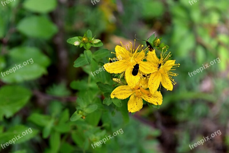 Field Bloom Flower Meadow Nature Yellow Little Flower