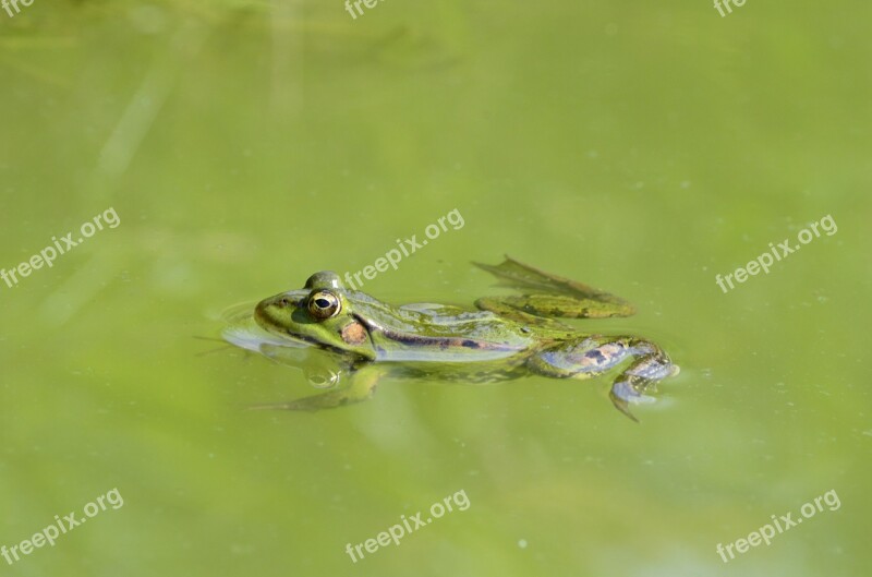 Frog Water Pond Frog Pond Animal World