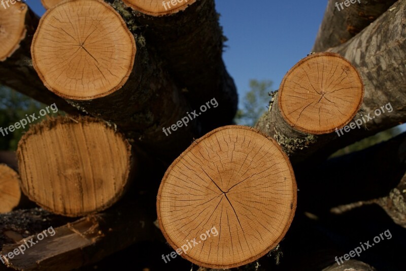 Wood Lumber Logs Timber Outdoors