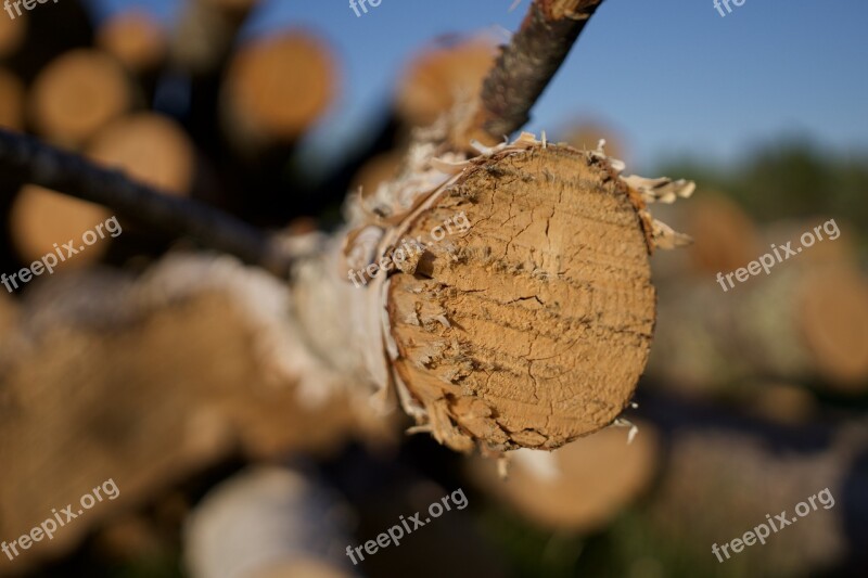 Wood Lumber Logs Timber Outdoors