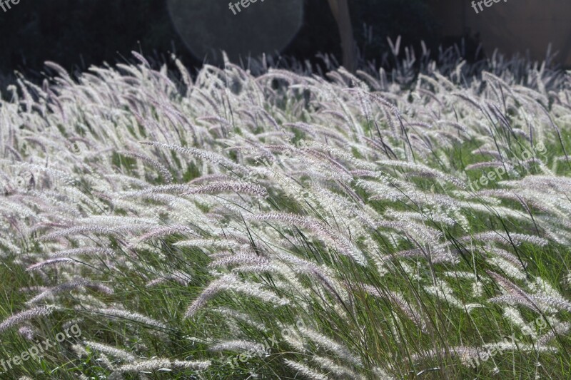 Haze Fields Grass Nature Breeze