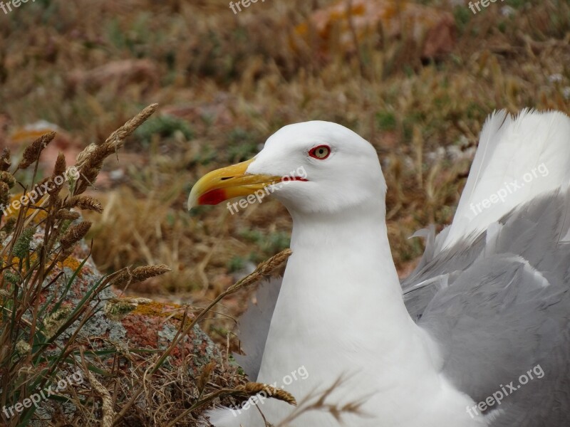 Seagull Larus Michaellis Portugal Bird Larus