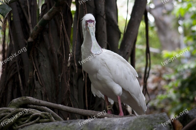 Spoonbill Stork Bird White Ornithology