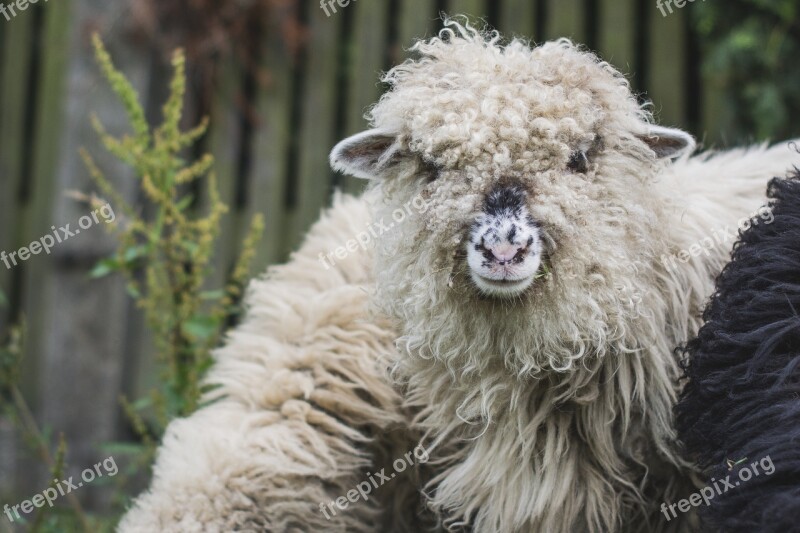 Sheep The Head Of The White Sheep Ram Lamb