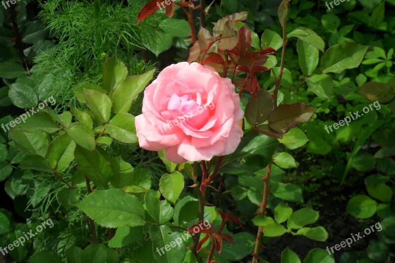 Roses Garden Flowers Summer Nature