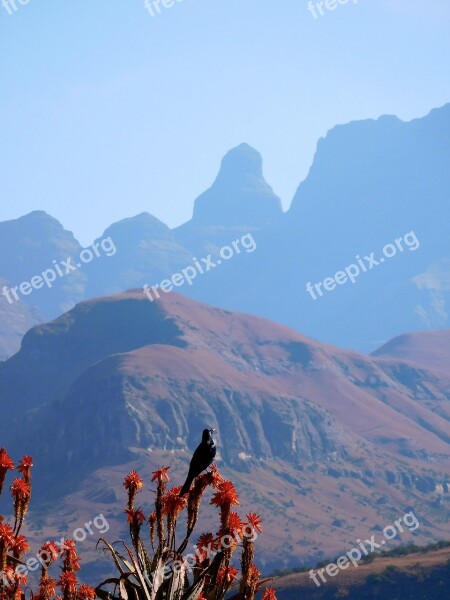 Mountains Drakensberg Aloe Vera Starling Bird