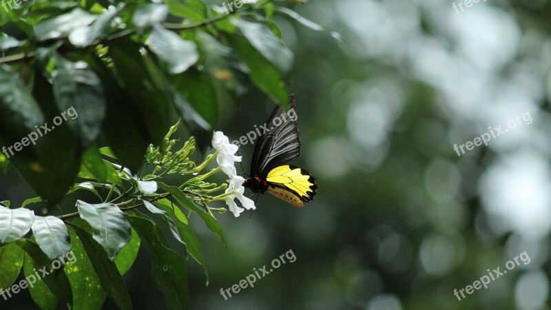 Butterfly Flower Drinking Green Yellow