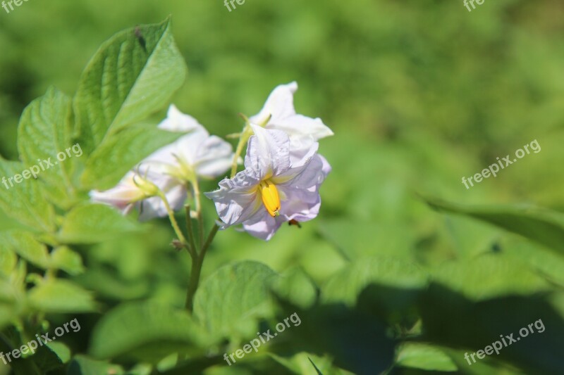 Potato Flower Potato Vegetable Garden Free Photos