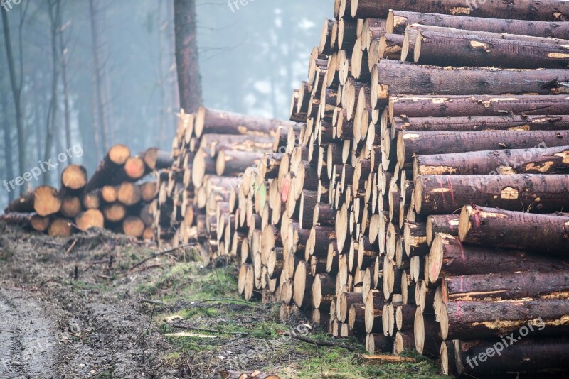 Log Wood Forest Nature Tree Trunks