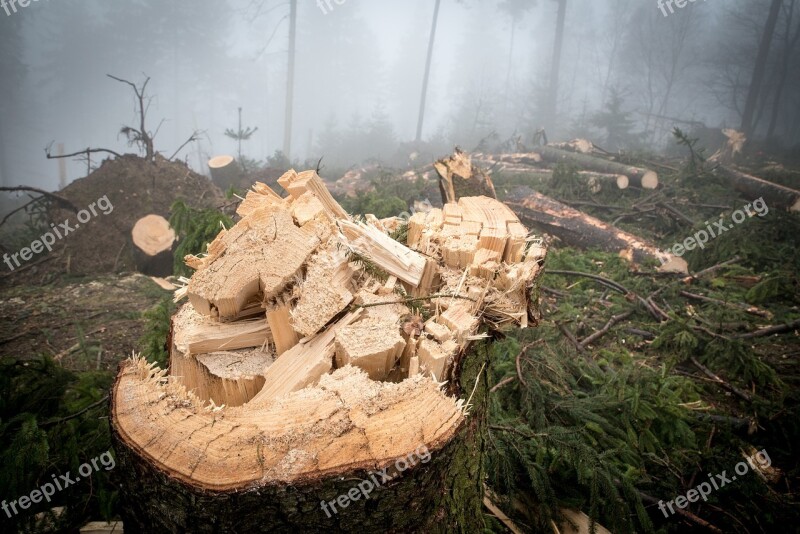 Log Wood Forest Nature Tree Trunks