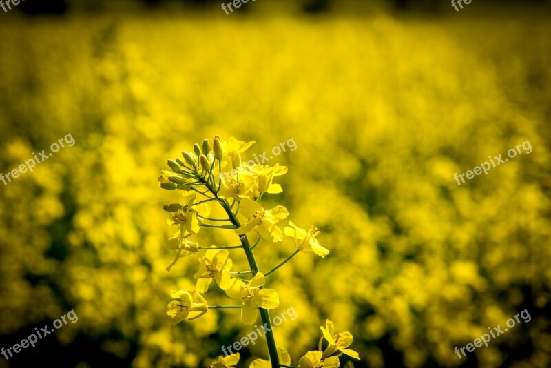 Oilseed Rape Rape Blossom Yellow Field Of Rapeseeds Spring