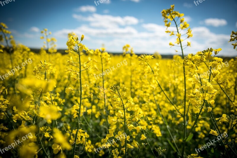 Oilseed Rape Rape Blossom Yellow Field Of Rapeseeds Spring