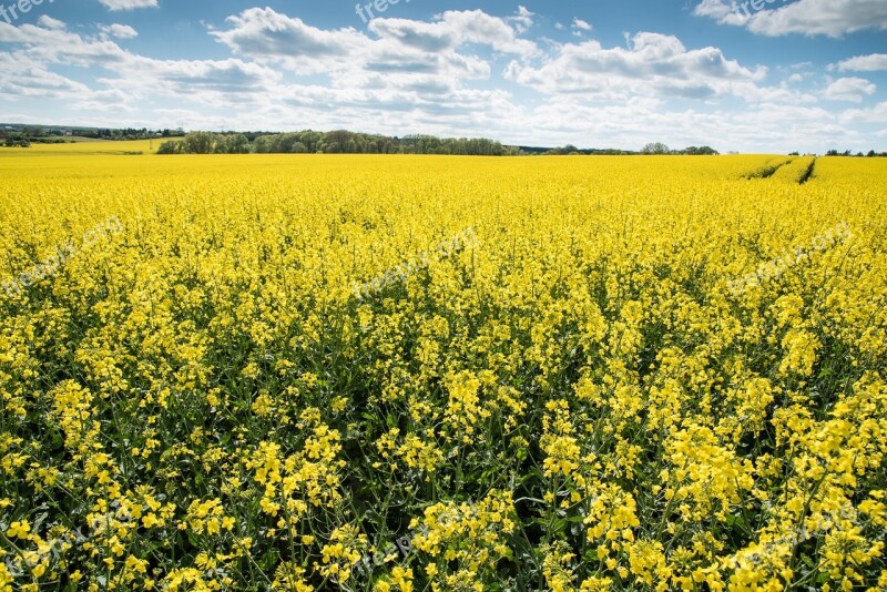 Oilseed Rape Rape Blossom Yellow Field Of Rapeseeds Spring