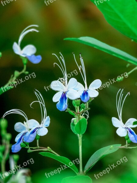 Blue Butterfly Flower Nature Flower Plant Leaf