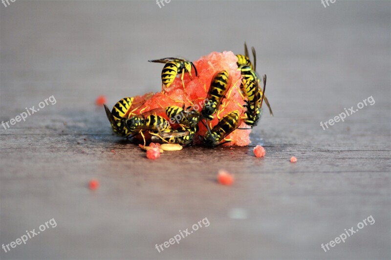 Wasps Insect Eat Melon Animal World Summer