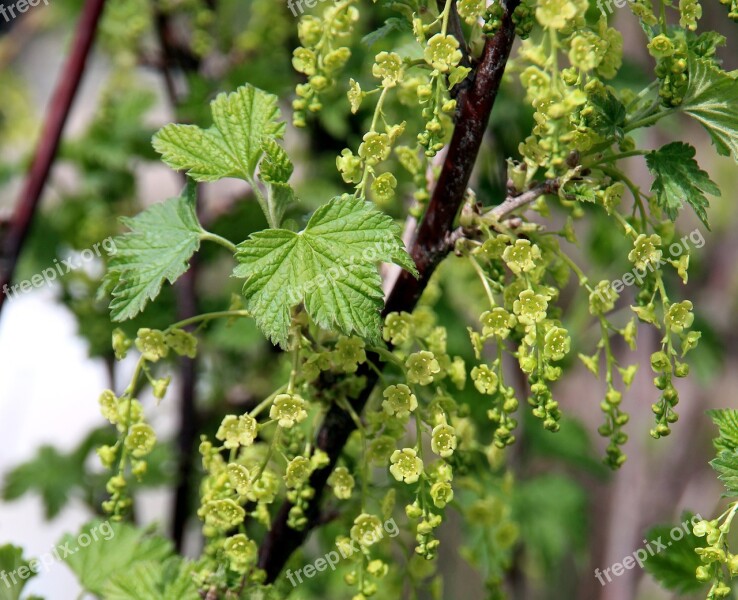 Currant Bloom Bush Shrub Plant