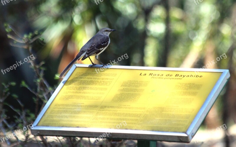 Mockingbird Bird Feathered Race Living Nature Nature