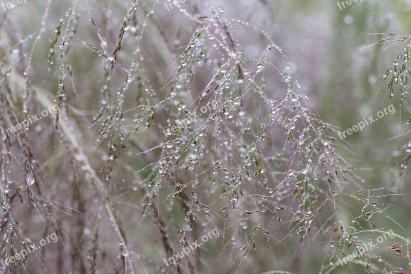 Water Drops Structure Water Water Drop Foliage