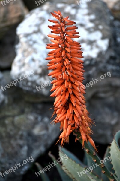 Plant Flower Aloe Dry South Africa