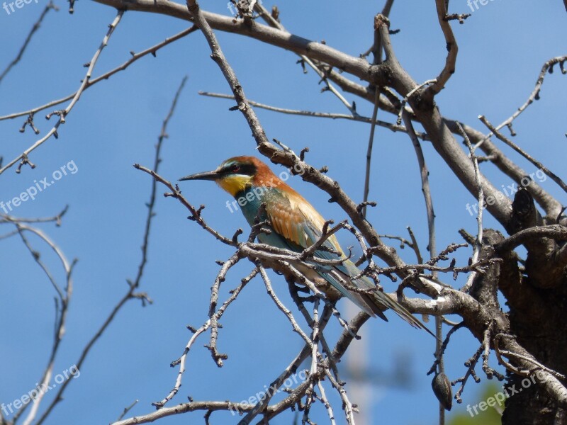 Bird Bee-eater Almond Tree Abellerol Merops Apiaster