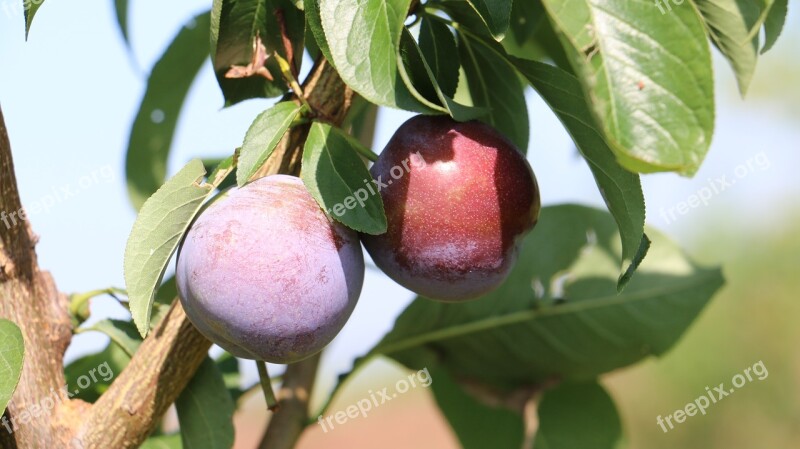 Plum Fruit Red Plums Free Photos