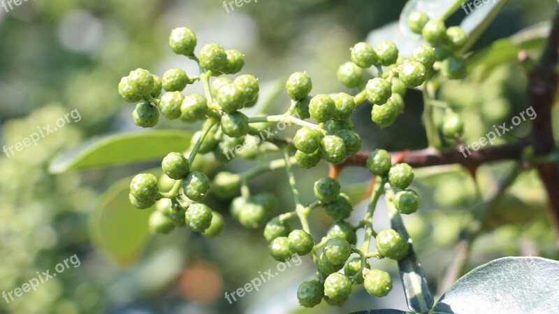 Pepper Blue And White Pepper Sichuan Spicy Free Photos